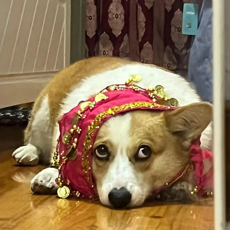 Dog Belly Dance Hip Belt With Secure Waist Chain Accessory